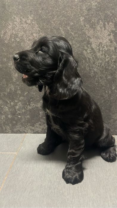 Cocker Spaniel femea 2 meses