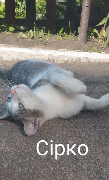 Безкоштовно котик