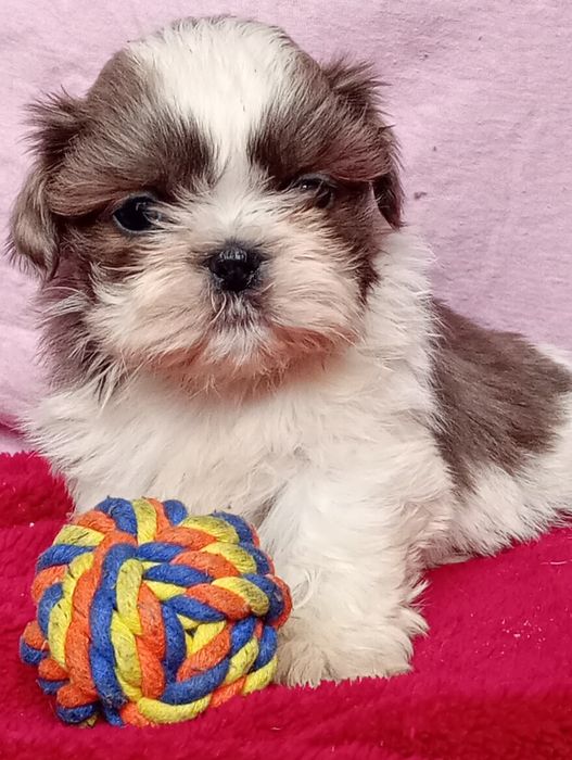 Shihtzu dziewczynka