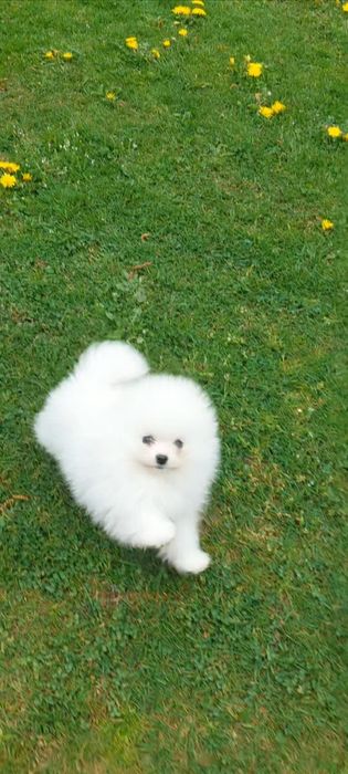 Piesek szpic miniaturowy Pomeranian