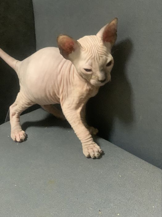 Девочка донского сфинкса