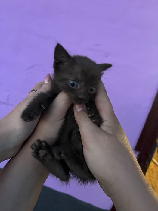 Відаю котиків у добрі руки