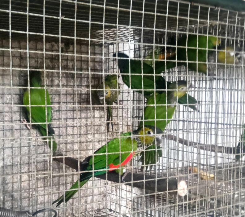 Psitacideos de qualidade