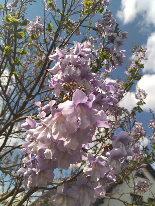 Sadzonki korzeniowe paulownia Hybryda 9503 oxy drzewo tlenowe - 5 szt