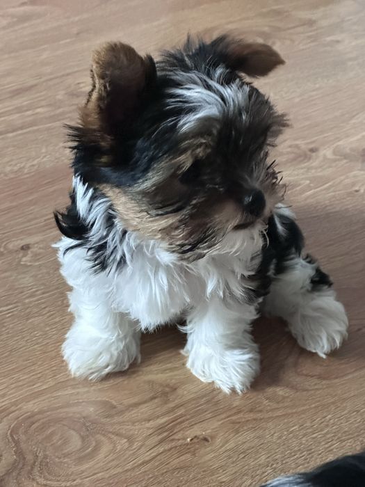 Yorkshire Terrier