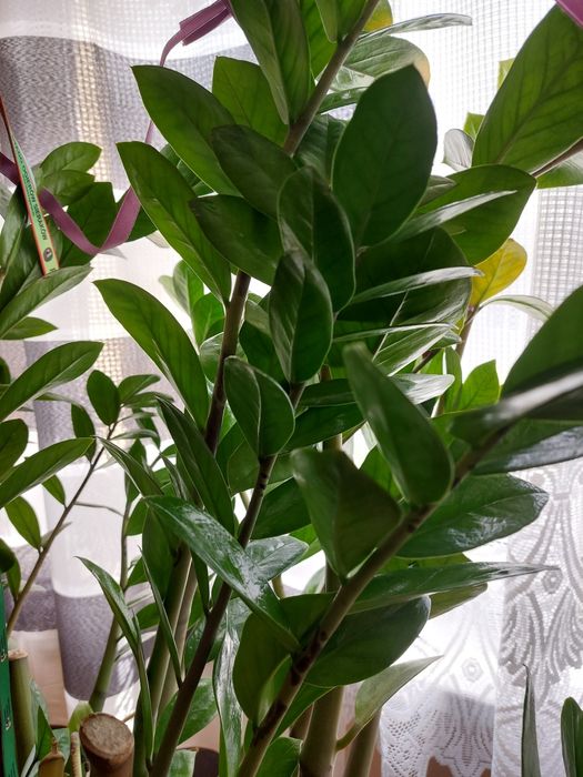Zamioculcas Kwiat doniczkowy duży