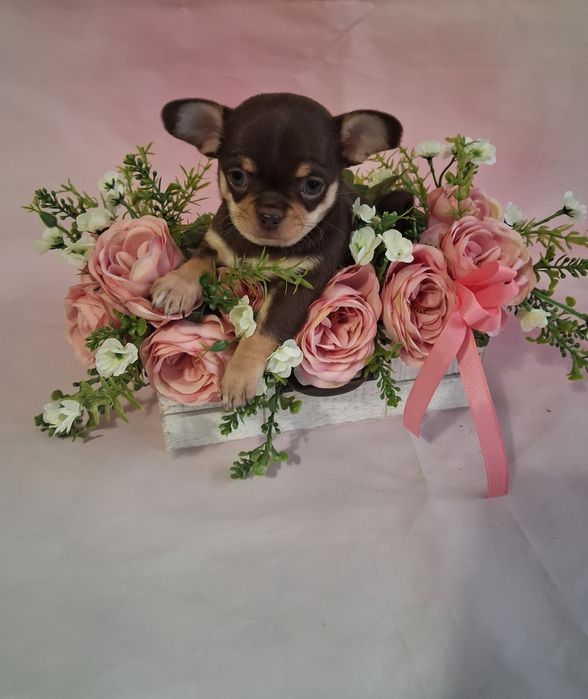 Czekoladowa suczka podpalana