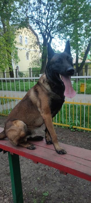 Вязка малинуа кобель