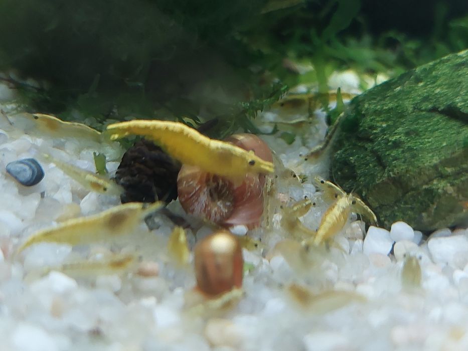 Krewetki yellow neon