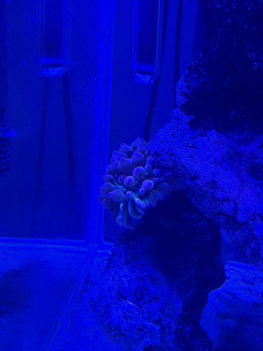 Akwarium morskie 49l