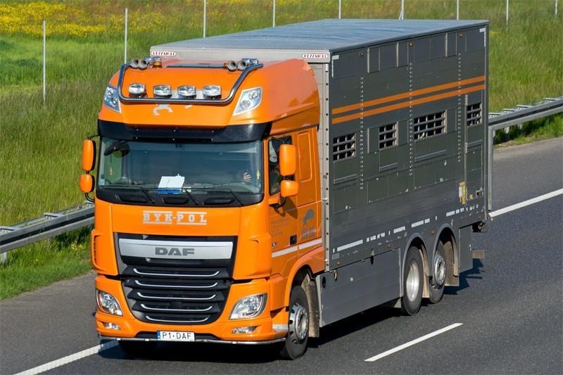 Skup bydła rzeznego