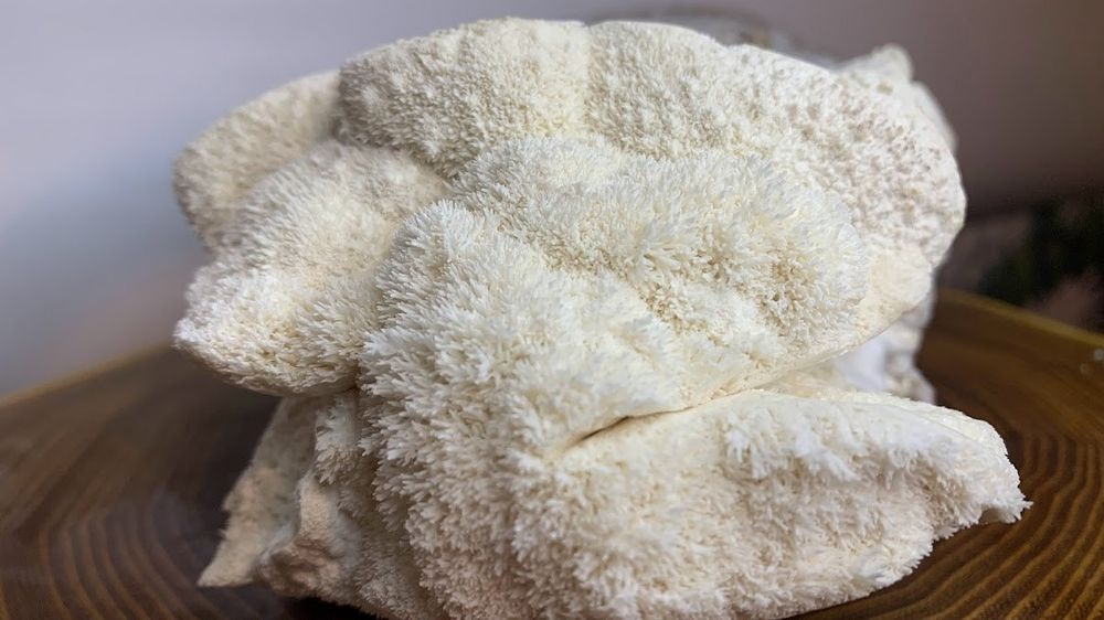 Месячный курс ежовик гребенчатый (ежевик), 75 капсул по 0.65 грамм.