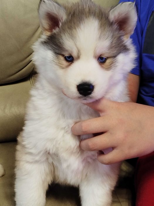 Siberian Husky suczka tel.-5.7.5.3.0.2.0.3.9.