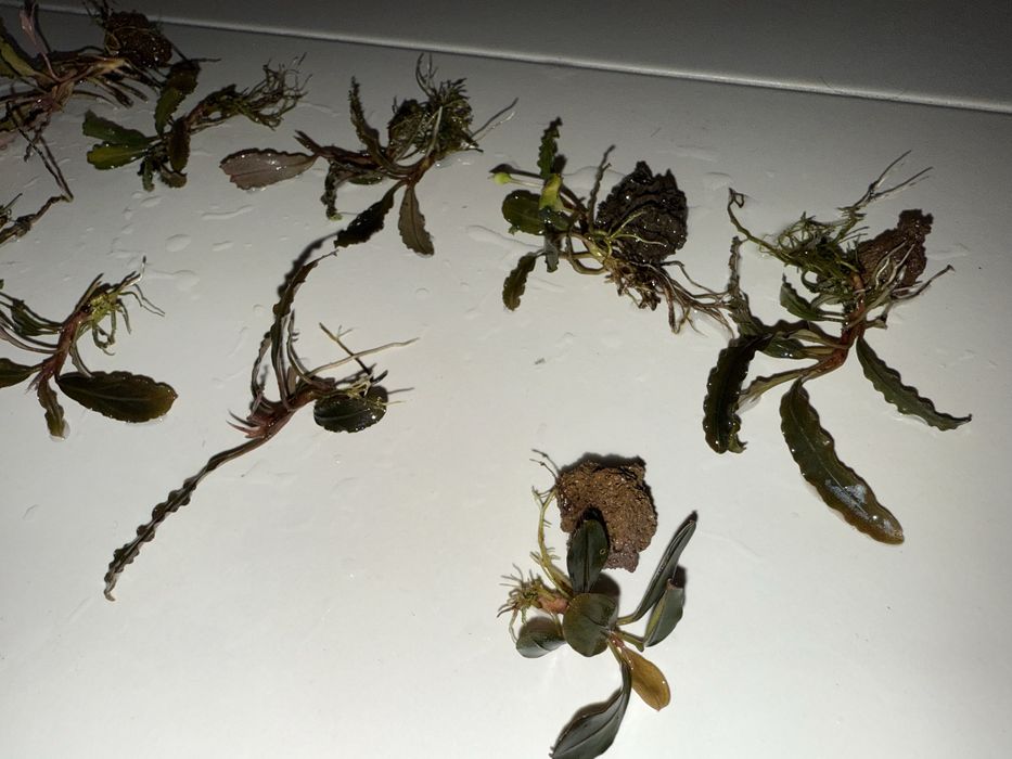 Bucephalandra 10 szt 3 rodzaje