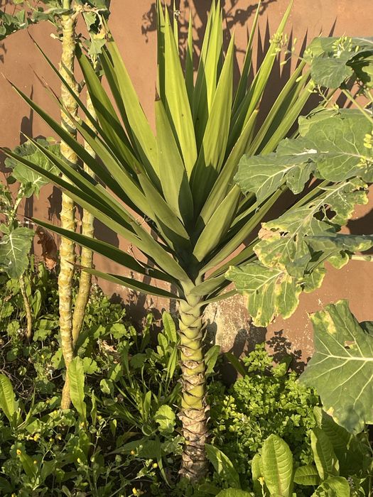 Palmeira Yucca de jardim