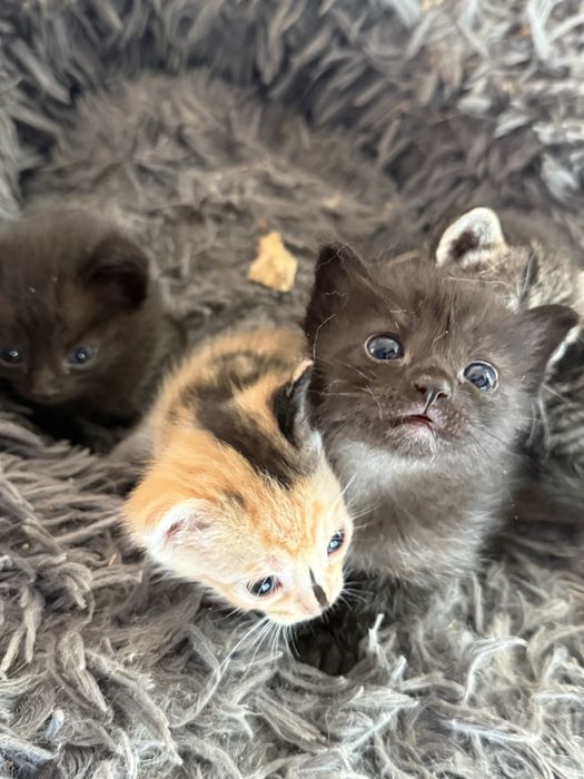 Adoção gatinhos bebés