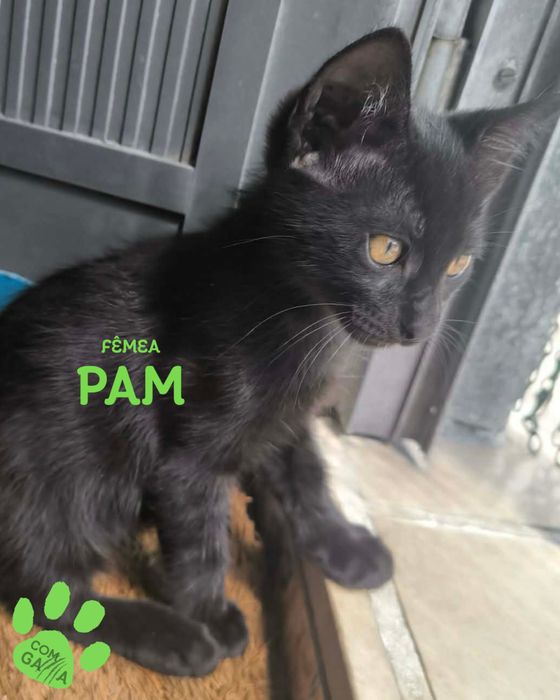 Pam, como resistir?