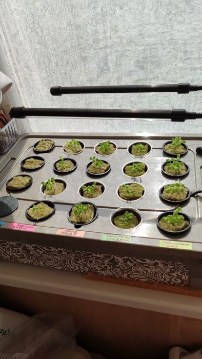 Гидропонный ящик для рассады