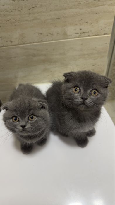 Scottish fold com 2 meses