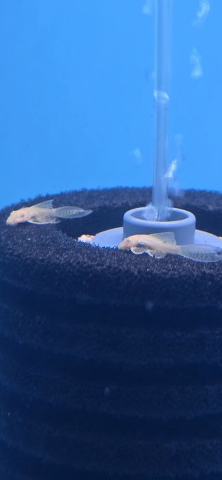 Ancistro albino long fin e normais
