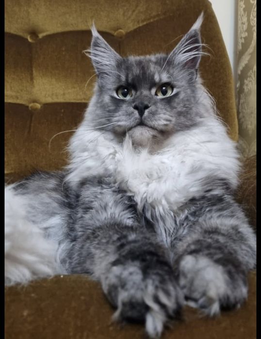 Maine coon  linia shaded