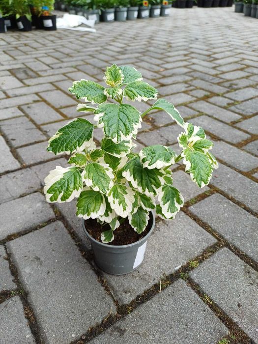 Komarzyca – roślina na balkon i taras