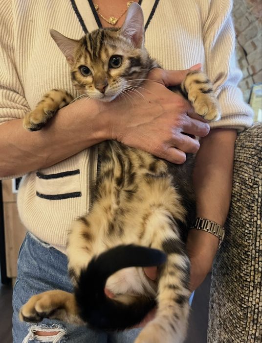 Бенгальське кошеня