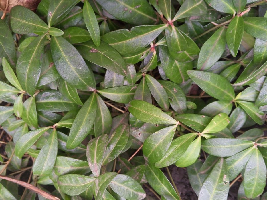 Продам.барвінок голубий