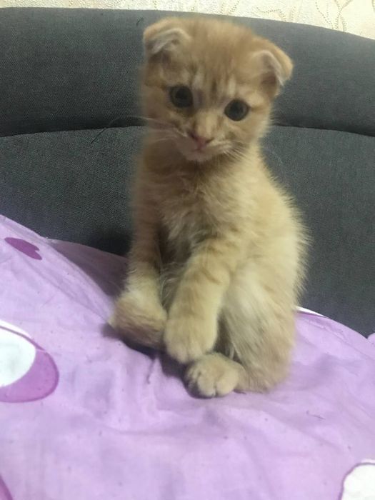 Безкоштовно!! Терміново!!!