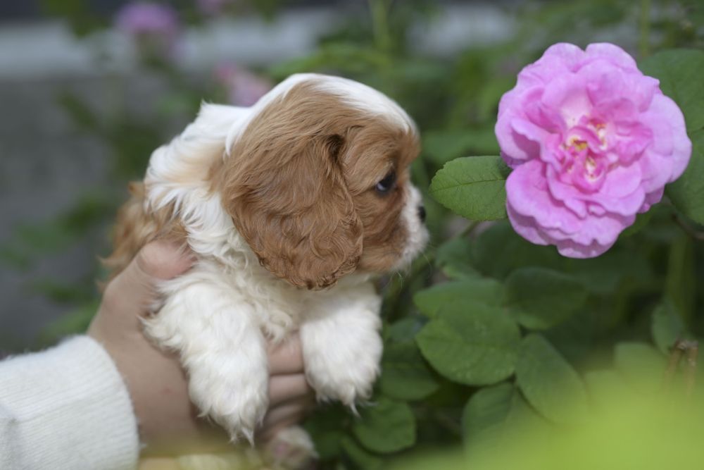 Цуценята з розплідника "Royal Fluffy Diamond"