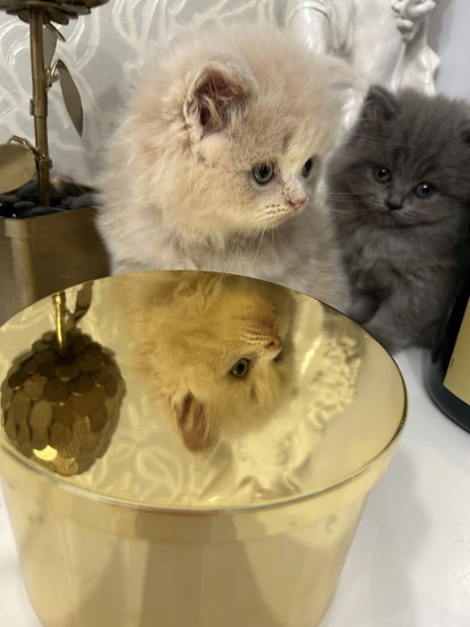 Шотландські кошенята (фолд/страйт), короткошерсті та лонгхейри