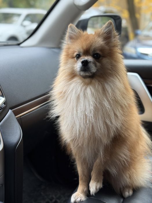 Немецкий шпиц хочет жениться