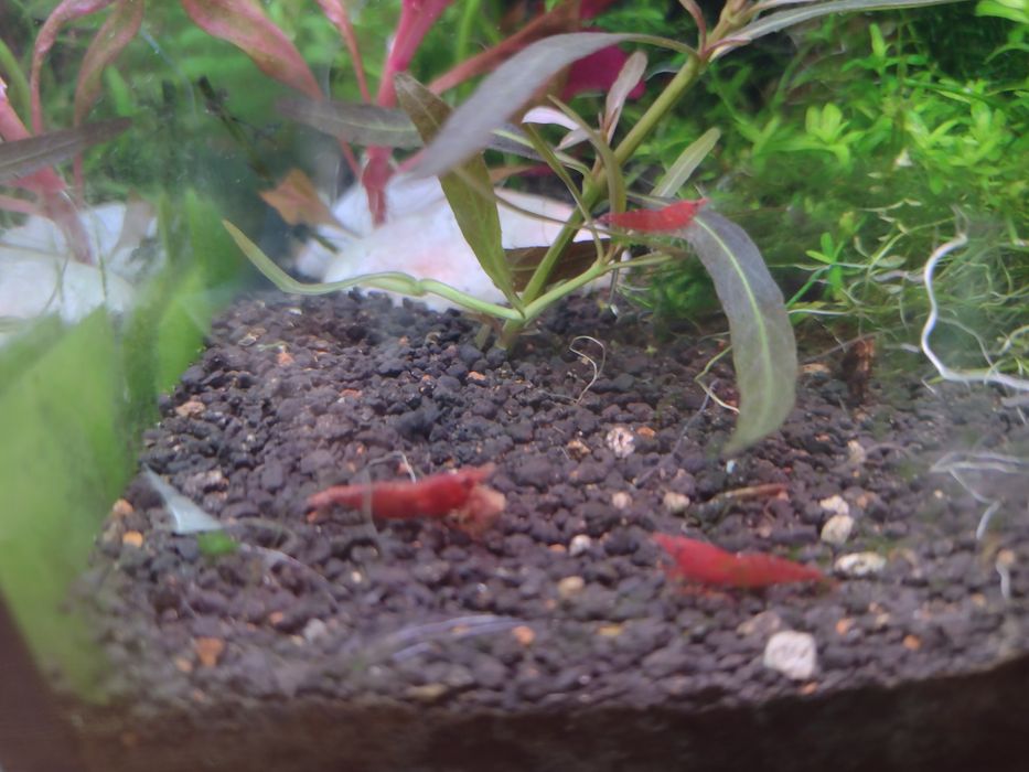 Krewetki Red Cherry mocno czerwone