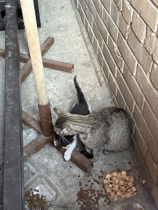 Котеня у добрі руки