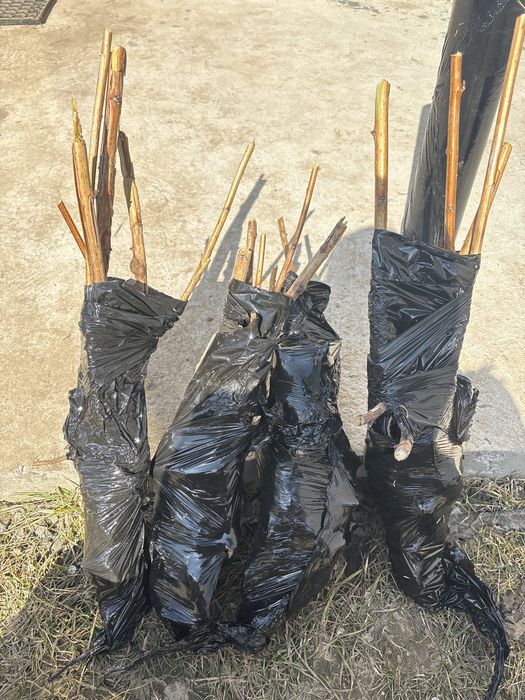 Сортова Гарна малина / Обмін