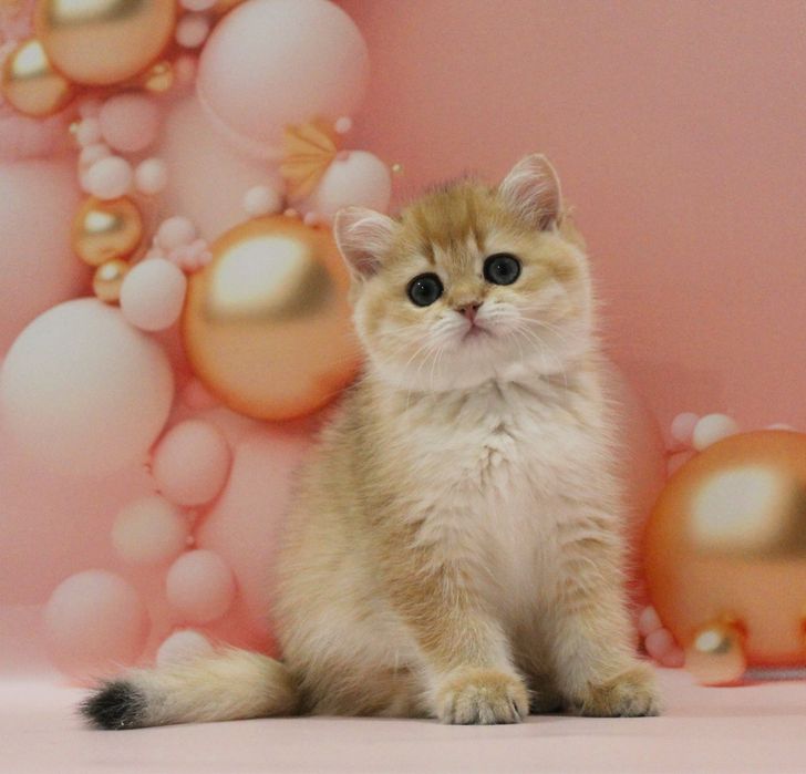 Золота британочка на ім'я Адріанна чекає свою матусю