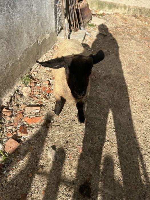 Animais de quinta