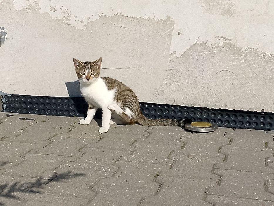 Trzy miesięczna kotka