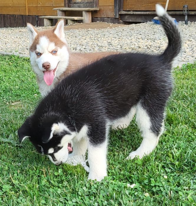 Husky Syberian szczeniak rodowód