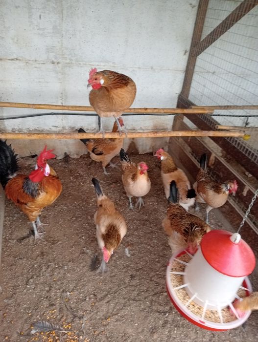 Ovos de andaluza surenha morucha