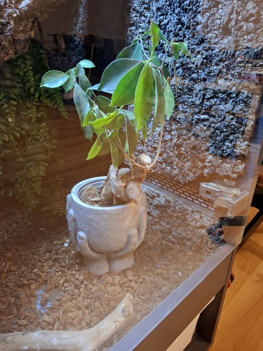 Węże wraz z terrarium 120x80x55