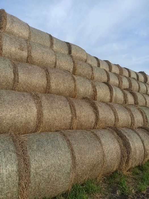 Słoma pszenna, bele 160 cm