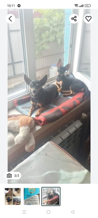 Цуценя Той-Тер'єр (дівчинка)