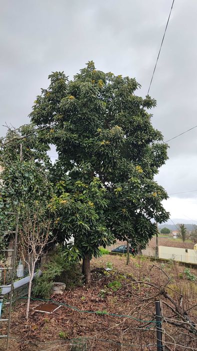 Peras abacate biológicas