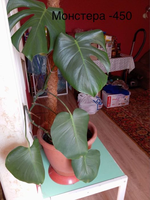 Монстера