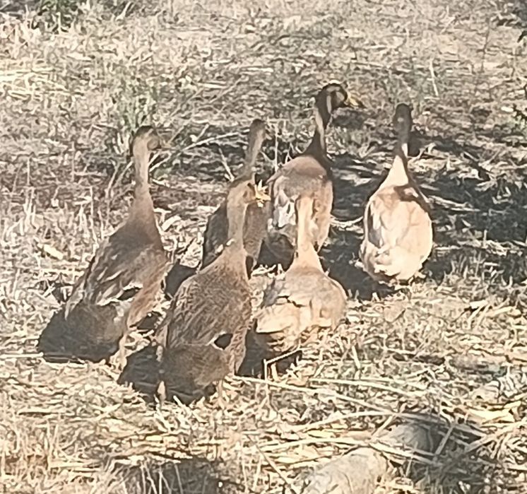 Patos rouen jovens