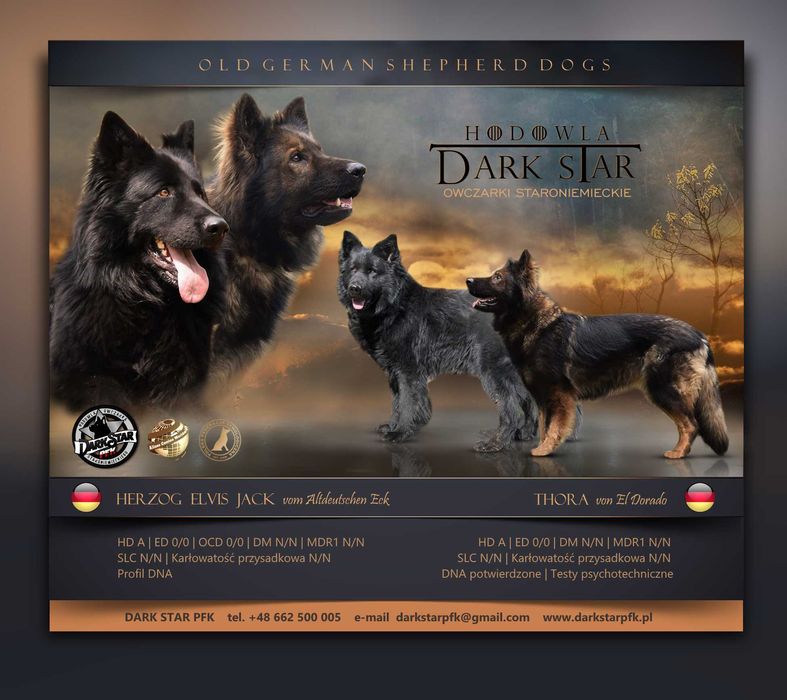 Owczarek Staroniemiecki ... ( Długowłosy czarny  / wilczasty  )