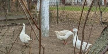 Сім'я гусей для розведення