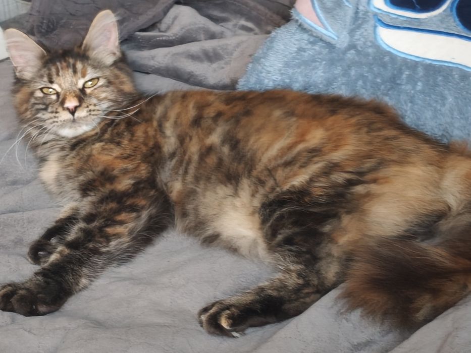 Kotka Maine Coon