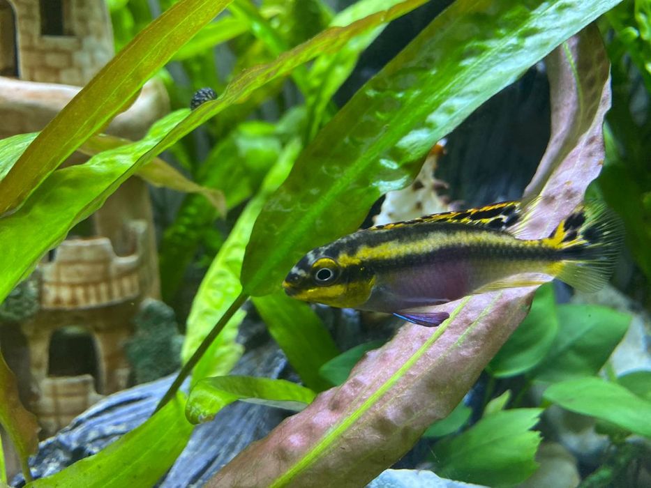 Відам дорослу пару Цихлід